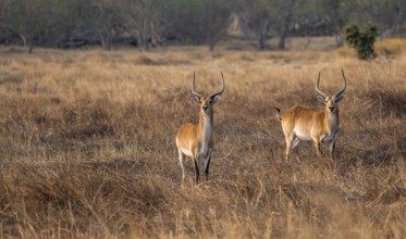 Letschwe or lychee moor antelope (Kobus leche), two animals in dry grass in the evening light,