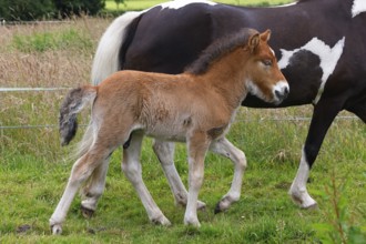 Icelandic horses (Equus islandicus), foal running next to mare in a meadow, colt, animal child,