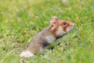 A European hamster (Cricetus cricetus) leaves his burrow