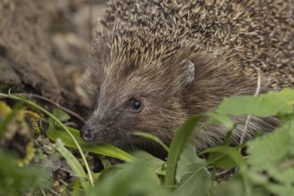 European hedgehog (Erinaceus europaeus) adult animal in an urban garden, England, United Kingdom