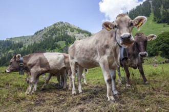 Cattle on the hiking trail in Dietersbachtal between Gerstruben and Dietersbachalpe, near