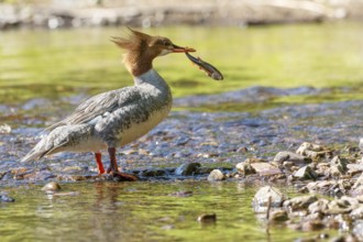 Common merganser (mergus merganser), Female catching a fish, La Mauricie national park. Province of
