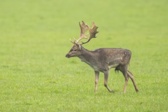 European fallow deer (dama dama) buck on a meadow in autumn, Bavaria, Germany