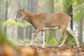 European mouflon (Ovis aries musimon) sheep (female) walking in a forest in autumn, Bavaria,