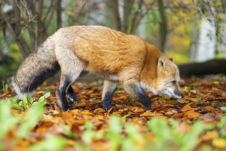 Red fox (Vulpes vulpes) walking in a forest in autumn, Bavaria, Germany