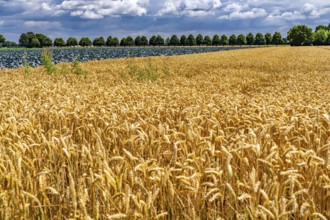Agriculture, fields, wheat on the right, cabbage cultivation on the left, red cabbage, near Kempen