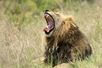 Lion (Panthera leo), male, portrait, yawning, Kruger, Kruger National Park, South Africa