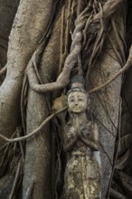 Bodhi tree, Ficus religiosa, wooden figure, Koh Phi Phi, Krabi, Andaman Sea, Thailand