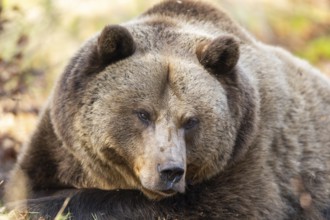 Eurasian Brown Bear (Ursus arctos arctos) lying in a forest, portrait, Bavaria, Germany