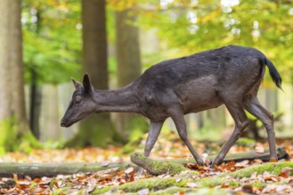 European fallow deer (dama dama) doe walking in a forest on a foggy day in autumn, Bavaria, Germany