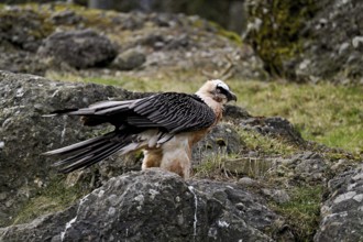 Bearded vulture or lammergeier (Gypaetus barbatus), standing on rock, captive, Canton Schwyz,