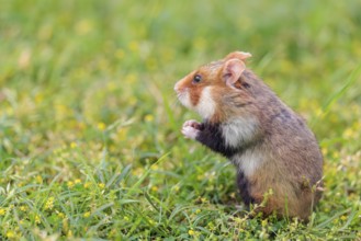 A European hamster (Cricetus cricetus) cleans its snout in a green meadow on a cloudy day