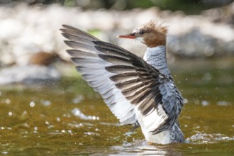 Common merganser (mergus merganser), Female flapping wings, La Mauricie national park. Province of