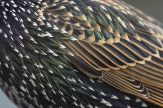 European starling (Sturnus vulgaris) adult bird close up of its wing feathers, England, United