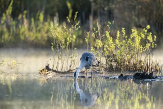 Grey heron (Ardea cinerea), Vulkaneifel, Rhineland-Palatinate, Germany