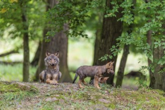 An adult wolf and two gray wolf pups (Canis lupus lupus) rest on a small hill in the deep shade of