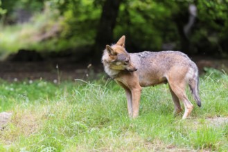 A female gray wolf (Canis lupus lupus) stands on the edge of the forest on a cloudy day catching