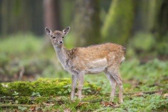 European fallow deer (dama dama) doe standing in a forest in autumn, Bavaria, Germany