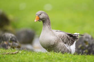 Greylag goose (Anser anser) walking on a meadow, Bavaria, Germany