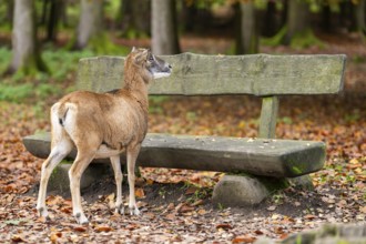 European mouflon (Ovis aries musimon) sheep (female) standing in a forest in front of a bench in