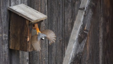 A redstart (Phoenicurus phoenicurus) male takes off from the entrance of a birdhouse, animal photo,