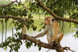 Toque Monkey (Macaca sinica) perched on a branch in front of a lake, Sri Lanka