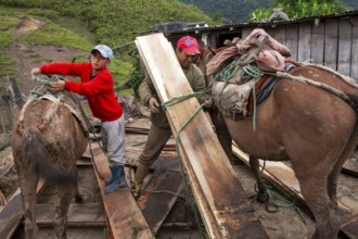 Draft horses and man, Man unloading a draft horse loaded with planks, Imbabura province, Ecuador,
