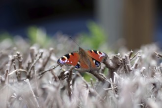 Peacock butterfly (Aglais io), colourful, spread wings, The butterfly is sitting on dried branches.