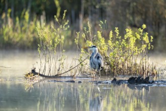 Grey heron (Ardea cinerea), Vulkaneifel, Rhineland-Palatinate, Germany
