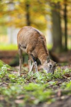 European mouflon (Ovis aries musimon) sheep (female) standing in a forest in autumn, Bavaria,