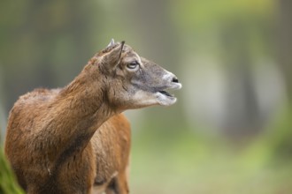 European mouflon (Ovis aries musimon) sheep (female) standing in a forest in autumn, portrait,