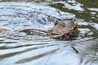 Eurasian beaver, European beaver (Castor fibre), swimming in a stream with a branch in its mouth,