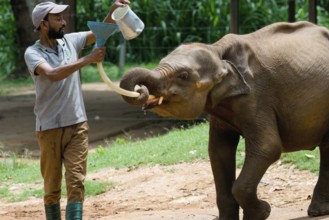 Orphaned Baby elephant being fed with milk by a caretaker, Pinnawala Elephant Orphanage,