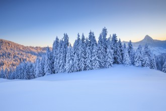 Sunrise on the Sattelegg with Chöpfenberg in the background, Canton Schwyz, Switzerland