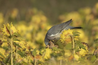 Wood pigeon (Columba palumbus) adult bird feeding on sunflower seedheads, England, United Kingdom