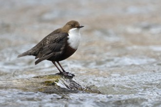 Remarkable bird... White-throated Dipper (Cinclus cinclus) sitting, standing on a stone in the