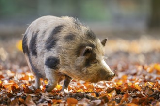 Vietnamese Pot-bellied pig in autumn, Bavaria, Germany