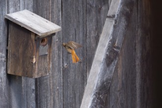 A male common redstart (Phoenicurus phoenicurus) landing on a birdhouse, animal photo, bird, bird