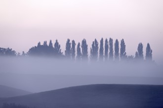 Landscape with deciduous trees at dawn and ground fog, Lower Rhine, North Rhine-Westphalia, Germany