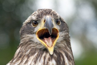 Black chested buzzard, Geranoaetus melanoleucus, Immature female perched on a tree, Open beak,