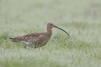 In wet and damp meadows... Eurasian curlew (Numenius arquata), characteristic meadow limnicole,