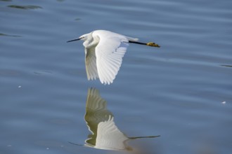 Little Egret (Egretta garzetta) Germany