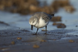 Sanderling (Calidris alba) adult bird in winter plumage feeding on a beach, England, United Kingdom