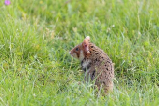 A European hamster (Cricetus cricetus) sits in a green meadow on a cloudy day
