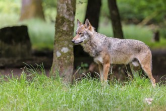 A male gray wolf (Canis lupus lupus) stands at the edge of the forest on a cloudy day