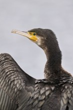 Cormorant (Phalacrocorax carbo), Switzerland