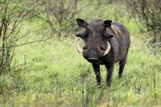 Warthog (Phacochoerus africanus), adult, male, foraging, alert, Kruger, Kruger National Park, South