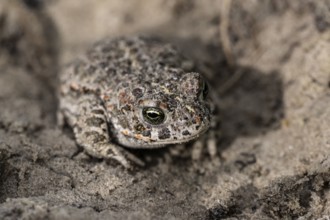 Natterjack toad (Epidalea calamita), Emsland, Lower Saxony, Germany