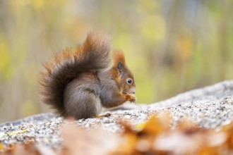 Red squirrel (Sciurus vulgaris) standing on the ground, Bavaria, Gernany