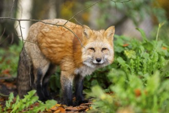 Red fox (Vulpes vulpes) standing in a forest in autumn, Bavaria, Germany